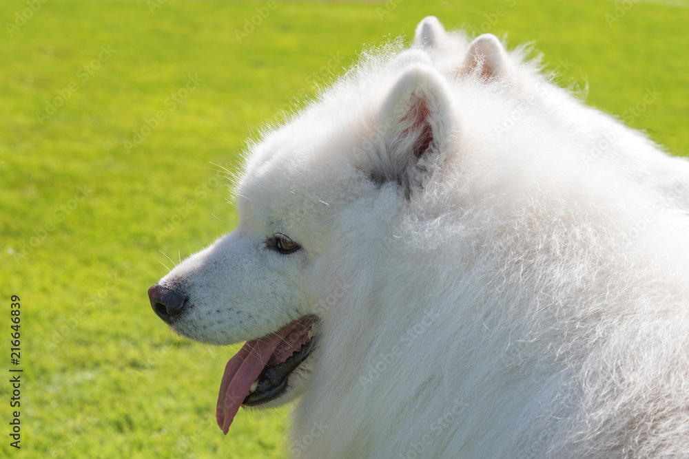 Samoyed dog portrait.