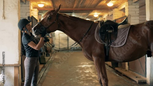 Brown horse is getting lovingly scratched by a female rider