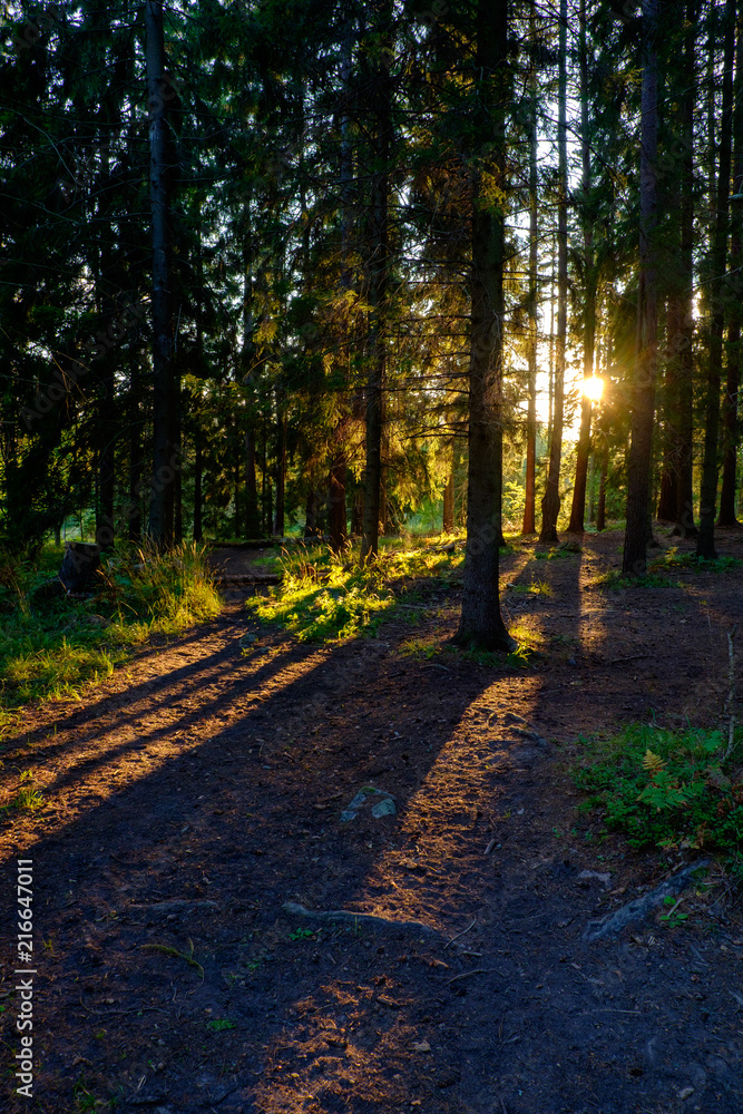 Sun rays alone in the woods