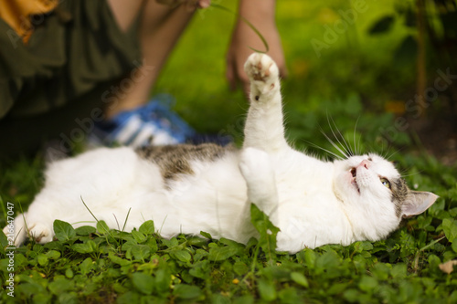 tom male cat outdoor summer photo photo