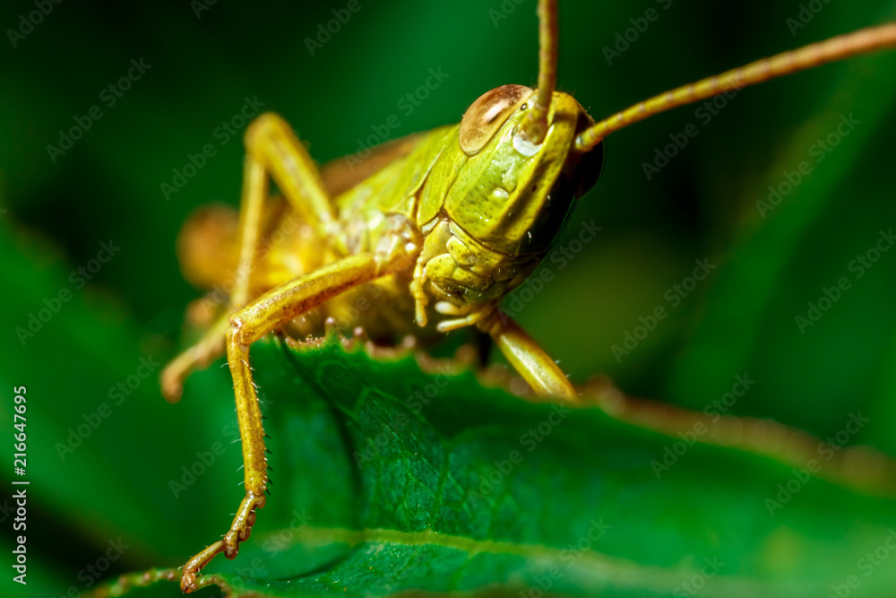 Macro of a grasshopper.