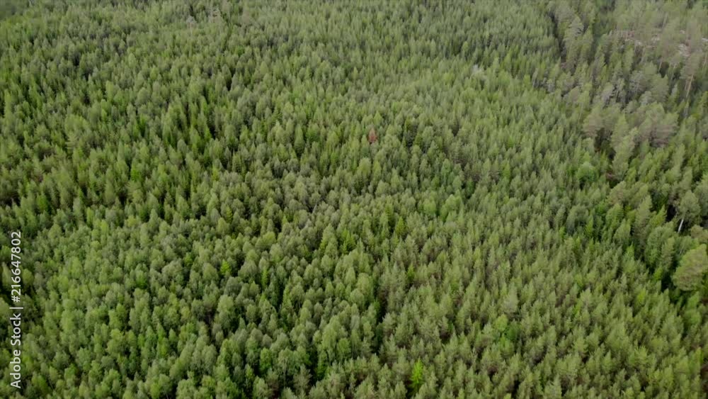 Aerial view of a forest and a farm in northern Sweden Aerial view of a forest and a farm in northern Sweden
