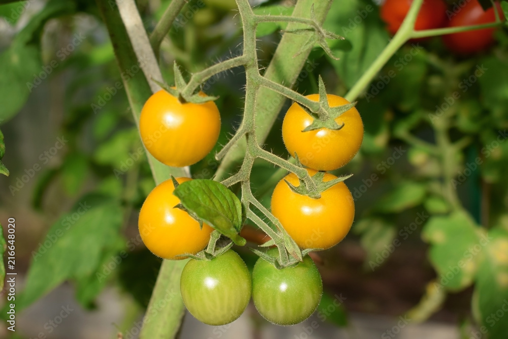Yellow cherry tomatoes on a branch in a greenhouse