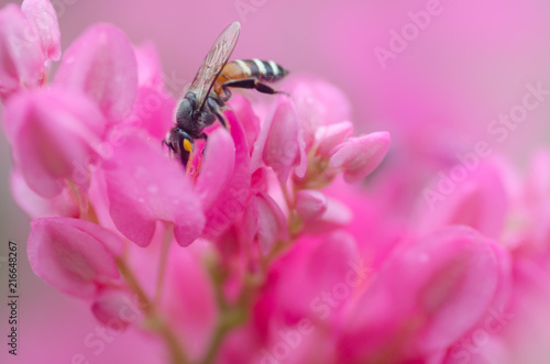 Bee on a flower. Bee on a flower of a pink flower. spring (summer) flower and bee.