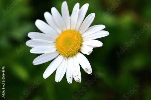 Daisy  for you