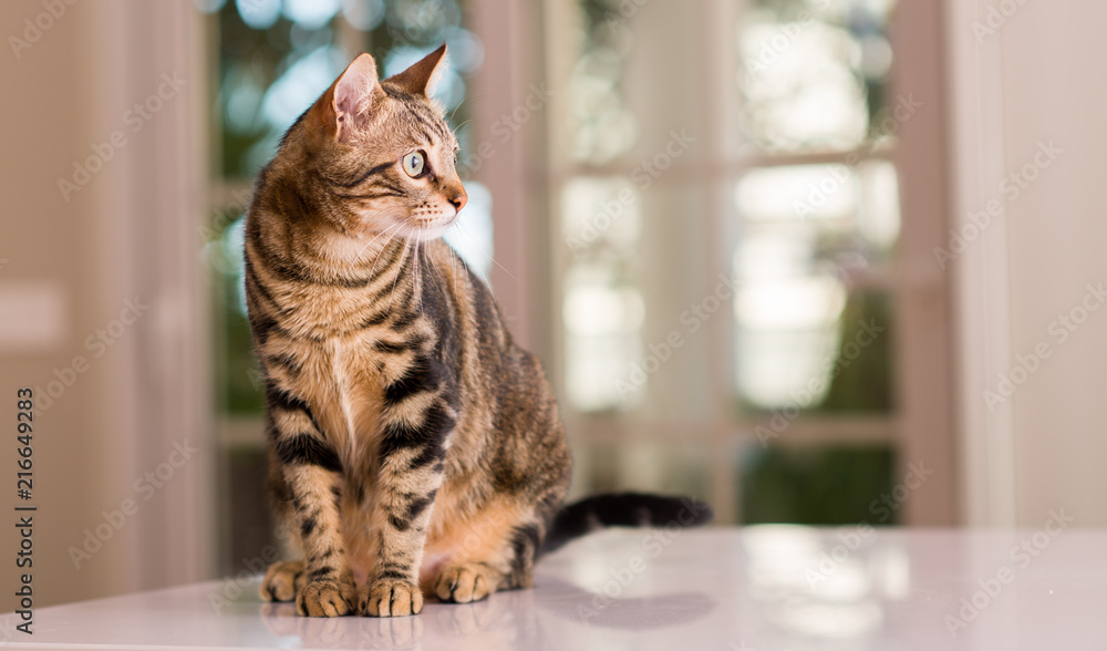 Fototapeta premium Domestic cat at home