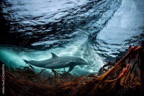 Surfing, Bottlenose dolphin (Tursiops truncates), underwater, low angle view, Doolin, Clare, Ireland