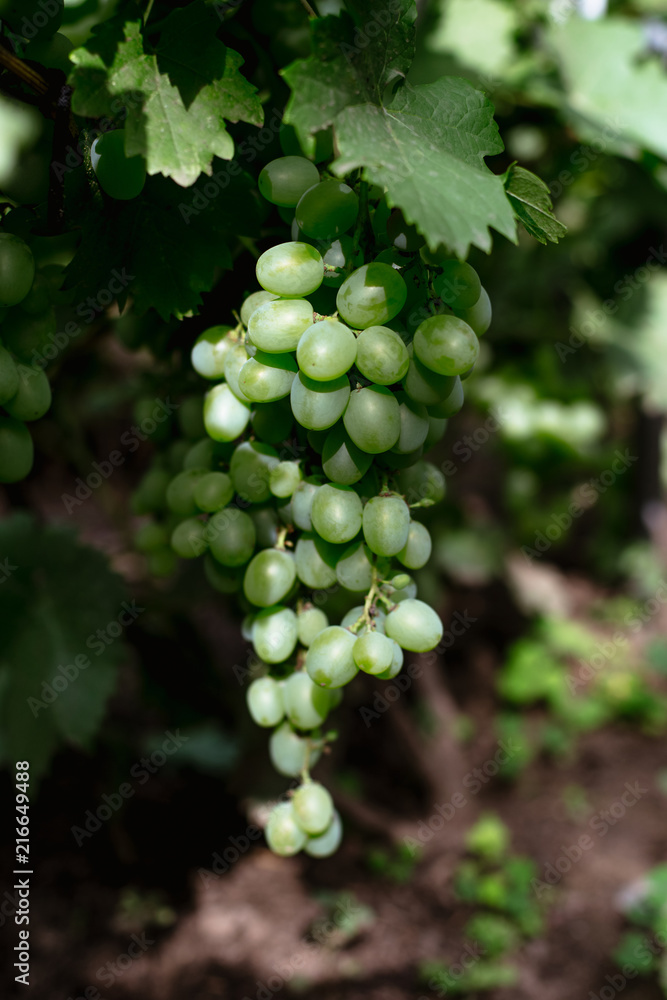 Beautiful young unripe grapes at summer. Beautiful young unripe grapes at summer.