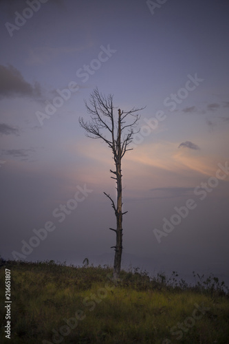 A tree without leaves