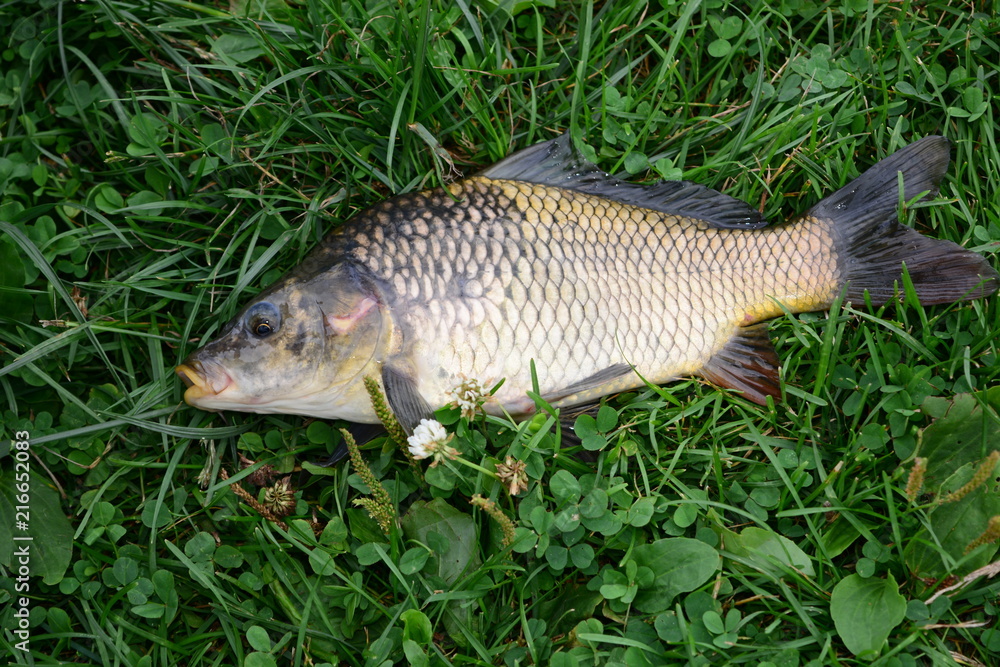 Carp fish on a green grass Carp fish on a green grass