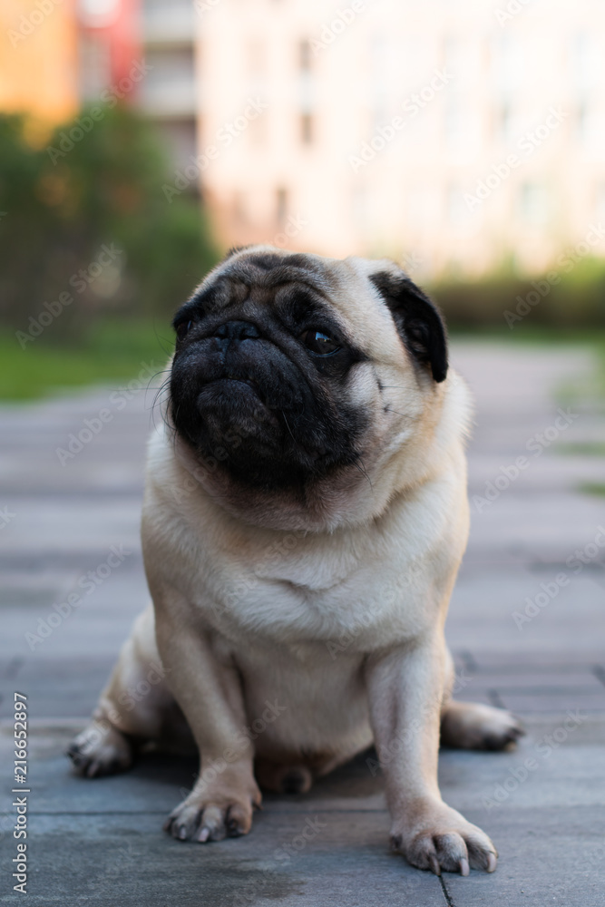 cute pug dog with big sad eyes and interrogative look, portrait of a pet pug on the background of colored houses, beige pug