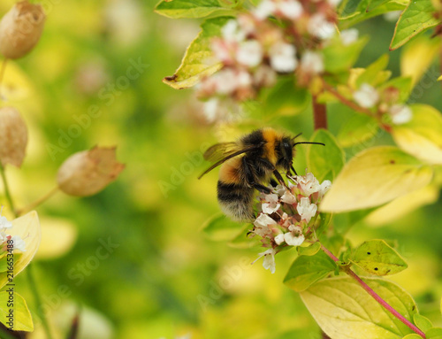 Hummel auf Blüte