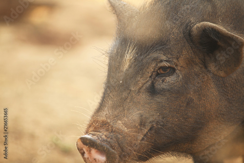 closeup face of be dirty young wild boar