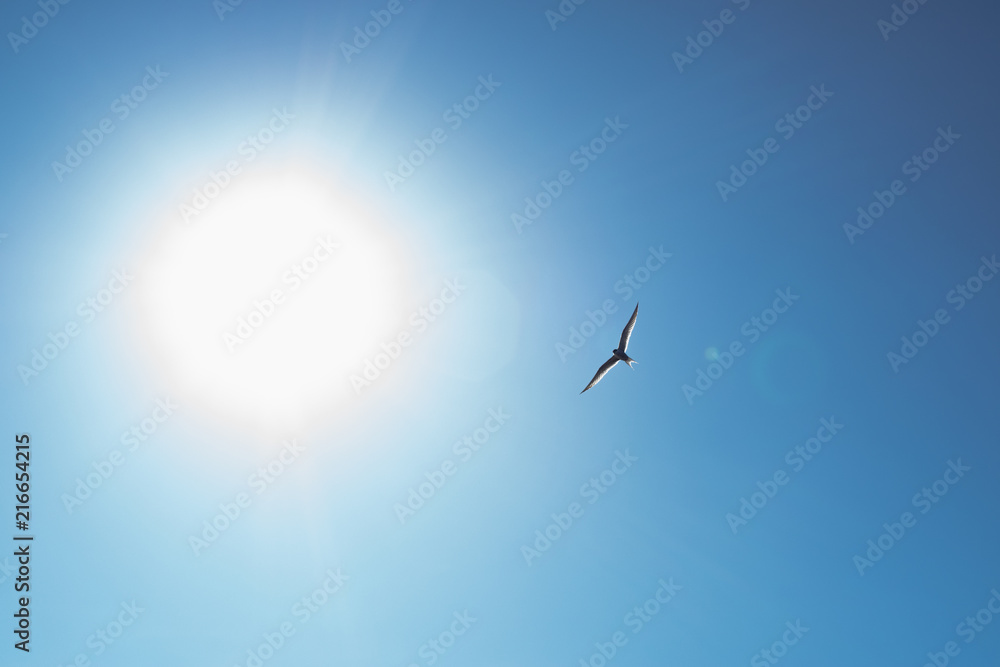 Bird Seagull flying in the sky Bird Seagull flying in the sky