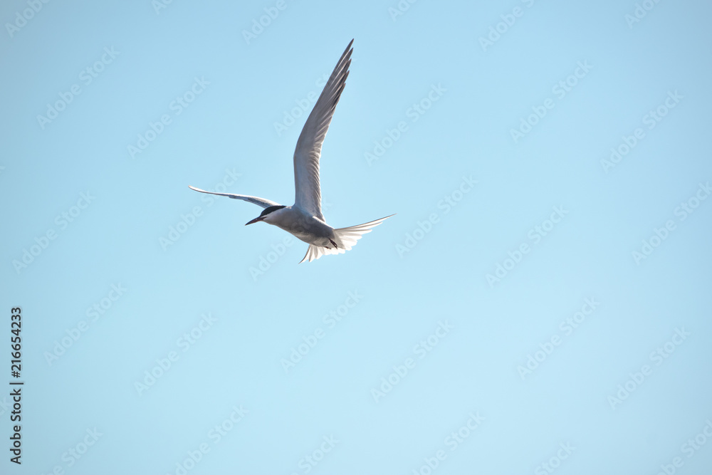 Bird Seagull flying in the sky Bird Seagull flying in the sky