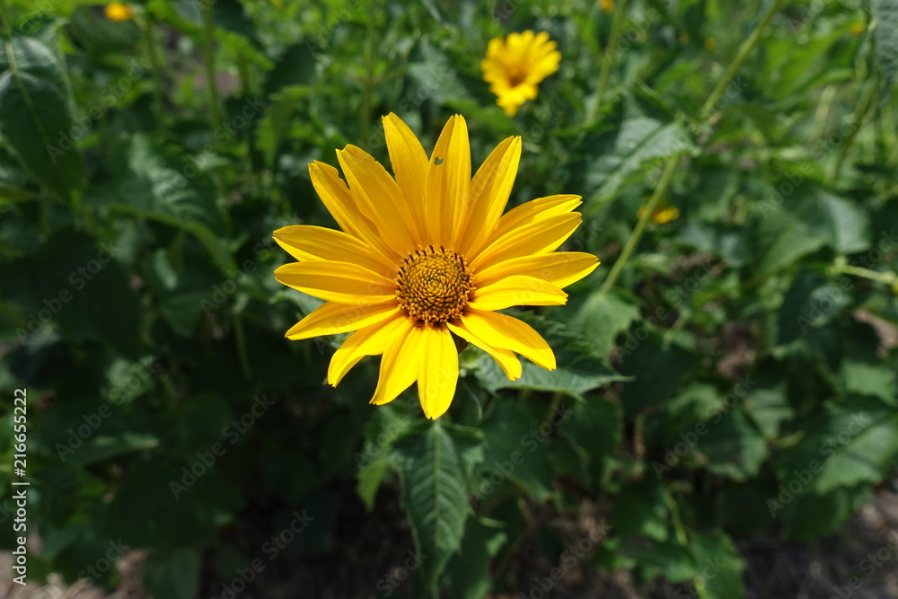 Bright yellow flower of Heliopsis helianthoides in June Bright yellow flower of Heliopsis helianthoides in June