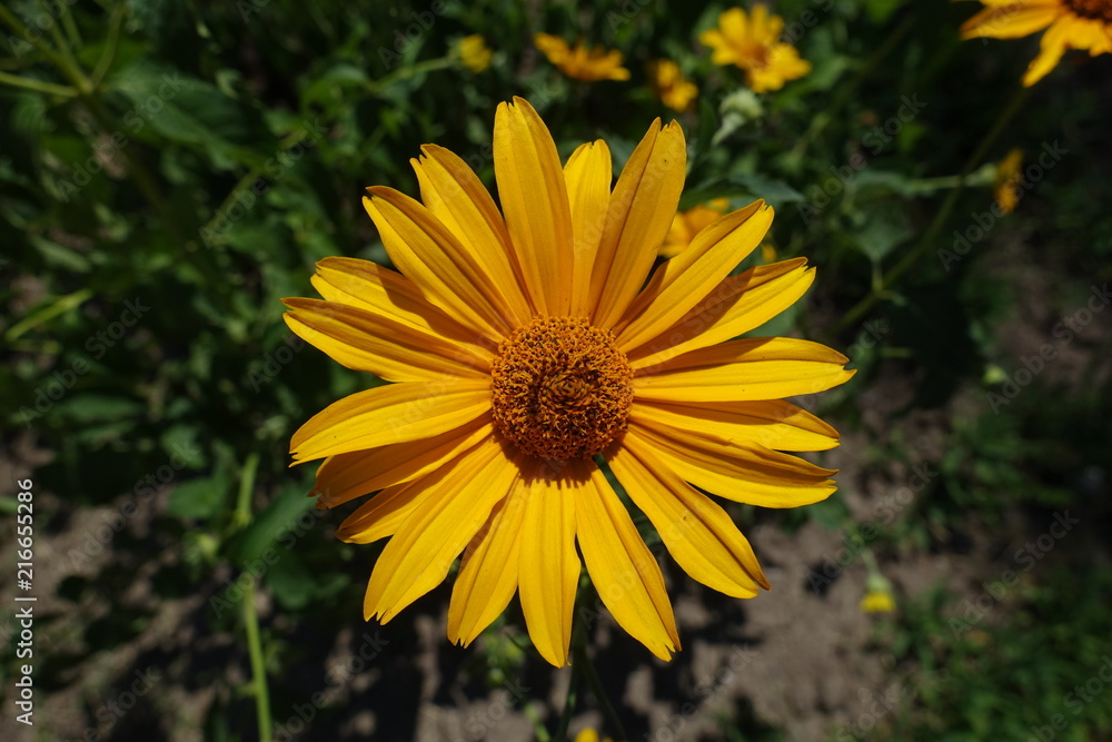 Flower of Heliopsis helianthoides in mid June Flower of Heliopsis helianthoides in mid June