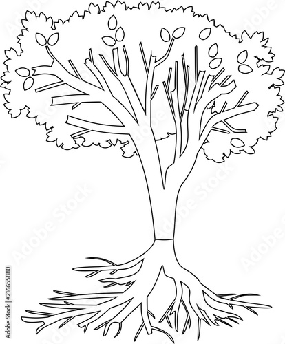 Coloring page. Tree with root system