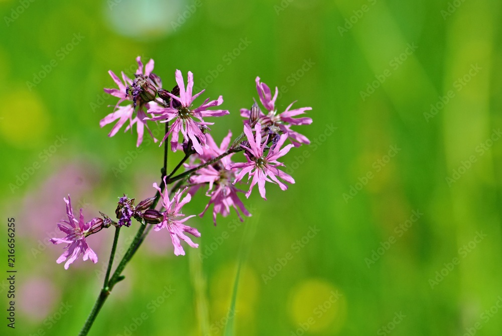 Beautiful violet flowers on a meadow with blurred background Beautiful violet flowers on a meadow with blurred background