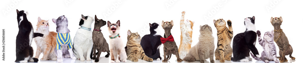 large group of adorable cats looking up