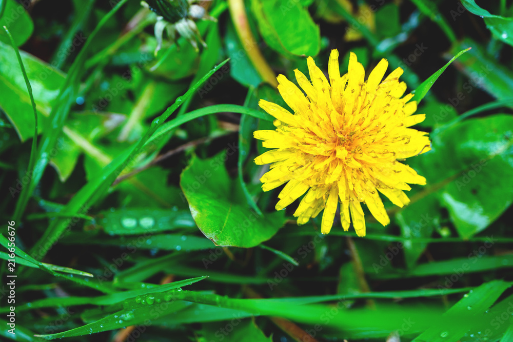 a dandelion yellow flower top view, on a juicy green spring grass background a dandelion yellow flower top view, on a juicy green spring grass background