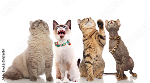 group of funny curious cats looks up