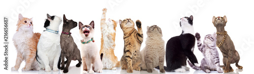 Quadro em tela group of ten cute cats looks up