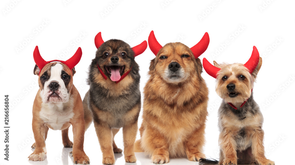 halloween team of four brown dogs dressed as devils