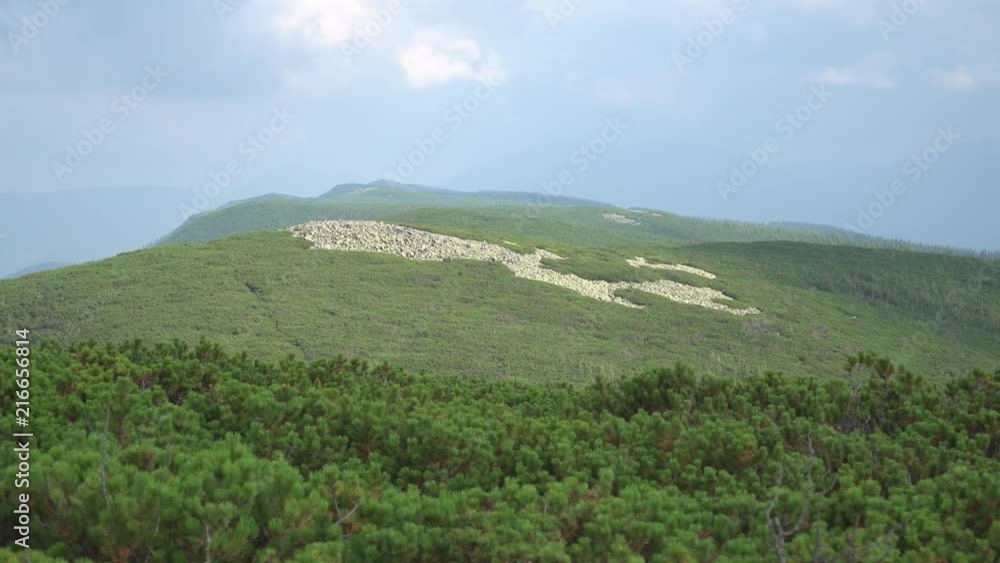 Dawn in the mountains with green trees on the slopes. Mountain glade. Natural landscape in the mountains in the summer. Carpathians, Ukraine Dawn in the mountains with green trees on the slopes. Mountain glade. Natural landscape in the mountains in the summer. Carpathians, Ukraine