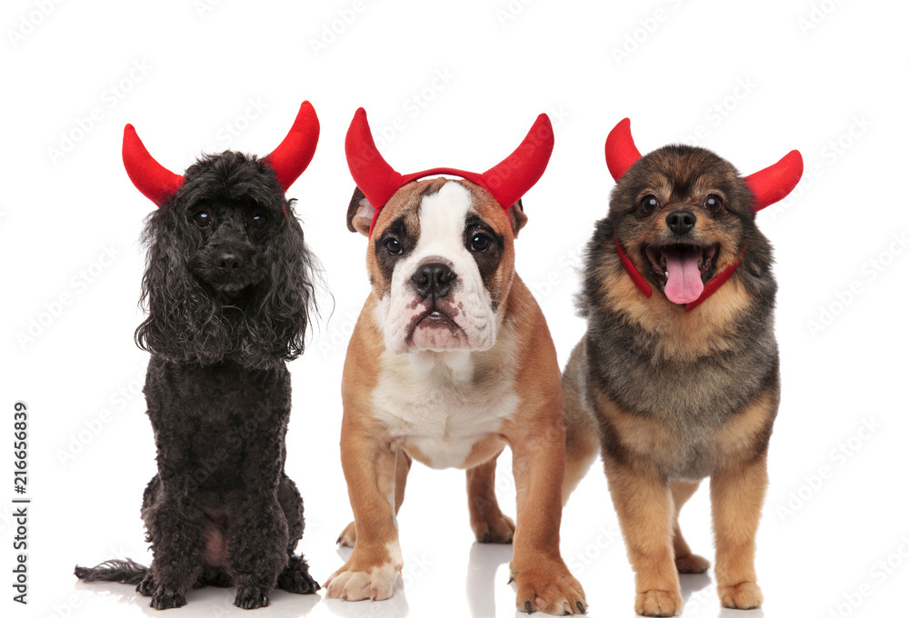 poodle, english bulldog and pomeranian dressed as devils for halloween