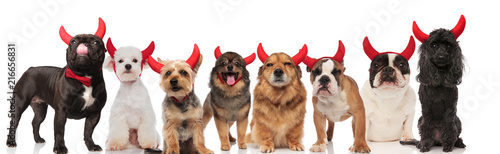 adorable team of eight dogs dressed as devil