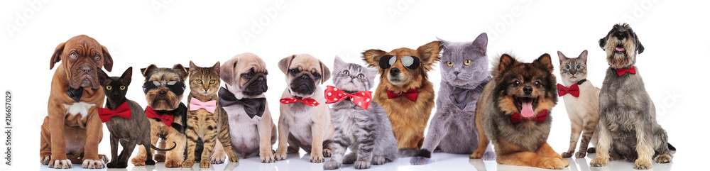 adorable team of stylish cats and dogs with bowties