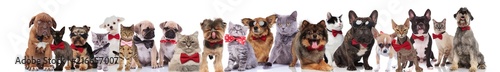 many cute different pets wearing bowties on white background