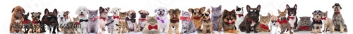 large group of adorable elegant pets with bowties
