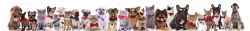 many cute cats and dogs wearing bowties and sunglasses
