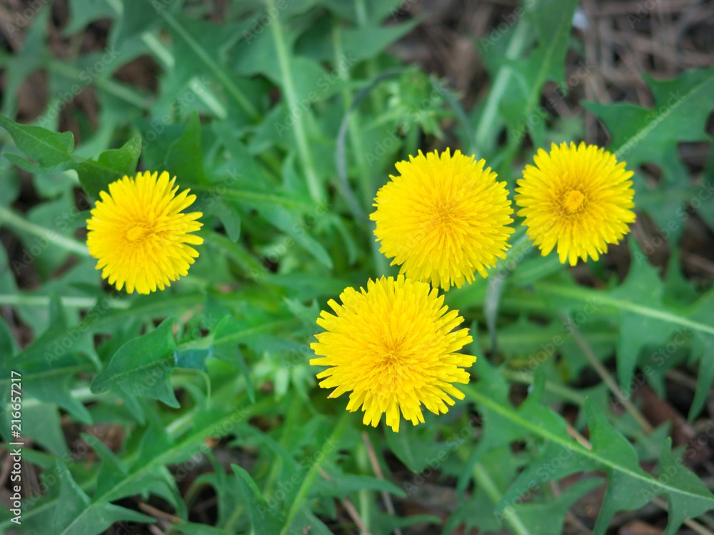 yellow dandelions yellow dandelions