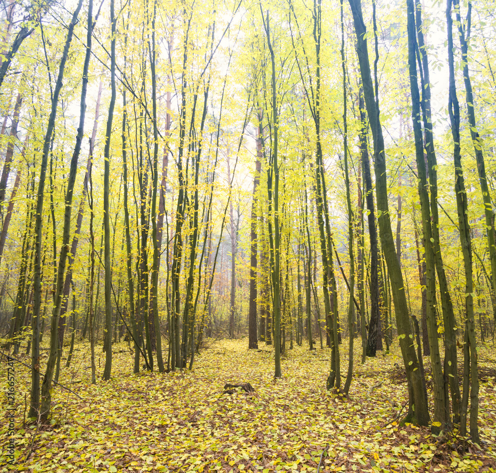 Fototapeta premium jesienny las