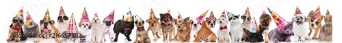 many happy pets wearing birthday hats, sunglasses and bowties