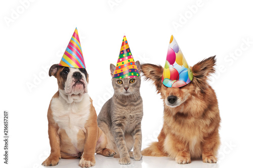 english bulldog, british fold and metis dog wearing birthday hats
