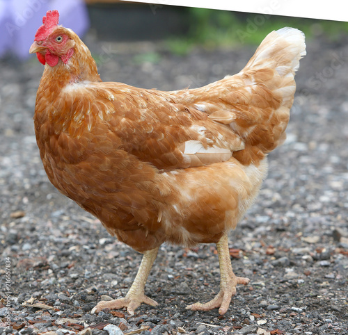 brown hen looking for food in the farm yard. Chickens. Free Range Cock and Hens