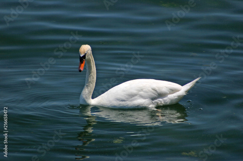 beauty white swan on blue water