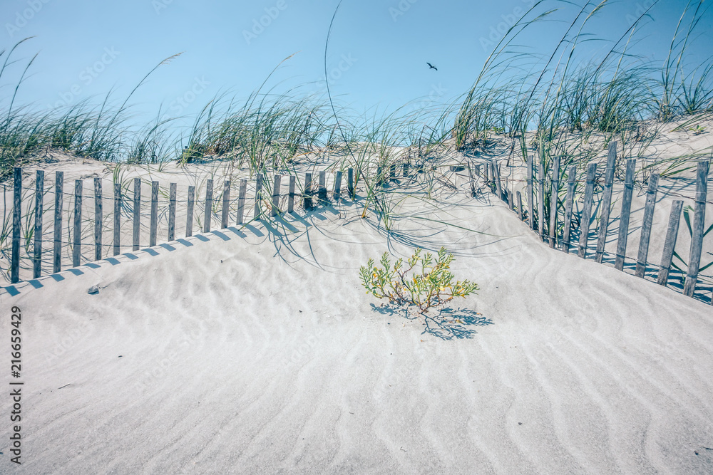 grassy windy sand dunes on the beach
