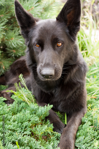 Black German shepherd lying on the grass