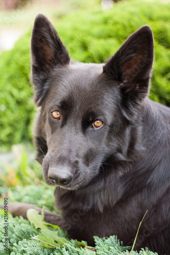Black German shepherd lying on the grass