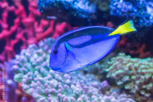 The marine fish are color of the sea.