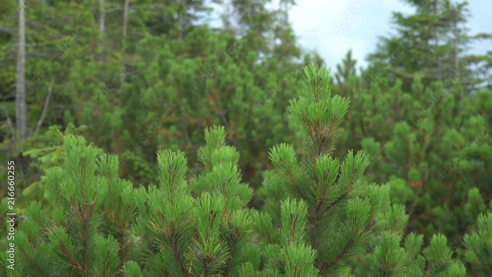 Young green branches of coniferous trees growing on the slopes of the mountains on a summer day. Ukrainian Carpathians. Green natural background Young green branches of coniferous trees growing on the slopes of the mountains on a summer day. Ukrainian Carpathians. Green natural background