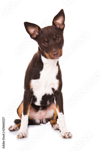 Fototapeta Naklejka Na Ścianę i Meble -  Sitzender American Hairless Terrier