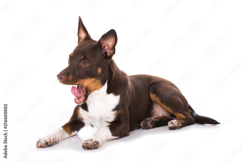 Junger Terrier gähnt isoliert auf weißem Grund Junger Terrier gähnt isoliert auf weißem Grund