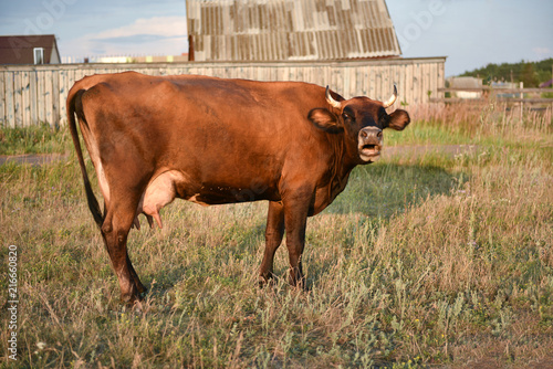 Konstfotografi Big brown cow makes a moo sound.