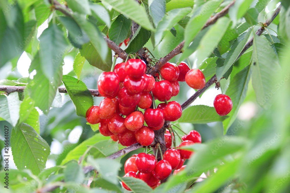 Obraz premium red cherries on the tree